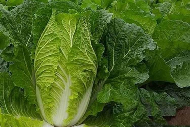 种白菜如何补施钙肥 白菜高产的方法是什么