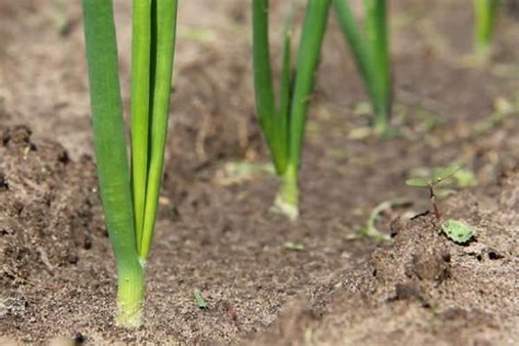 洋葱施什么肥生长最快