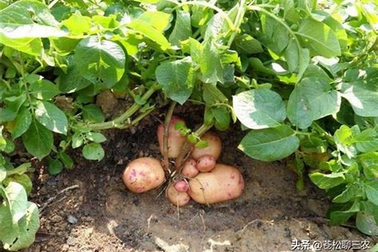 土豆开花期的管理技术有哪些