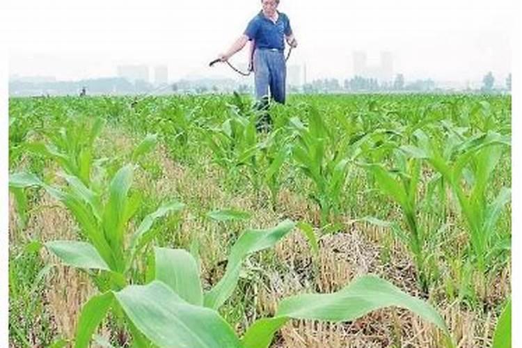 除草剂和玉米叶面肥一起打吗走己？