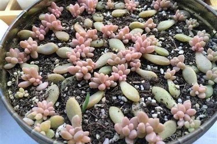 多肉叶插苗长的很慢,能不能施肥,施什么肥比较好,大神推荐个