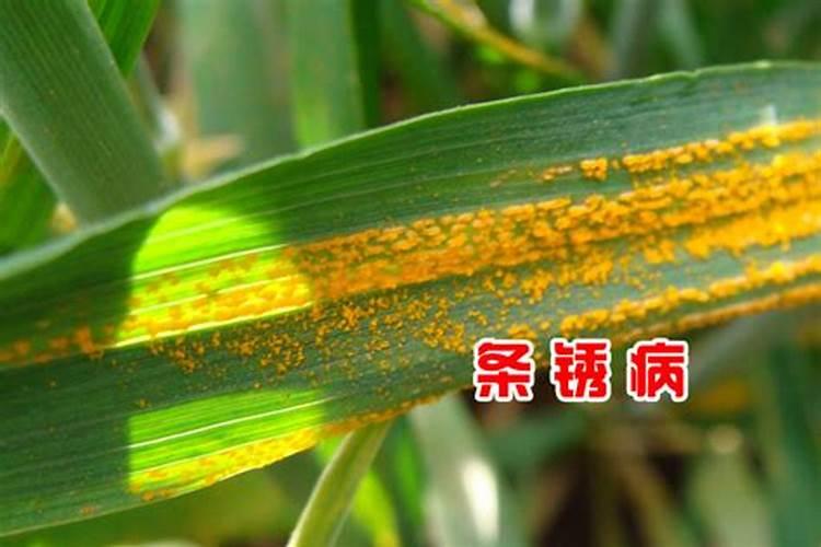 小麦锈病应该如何在播种时规避呢？