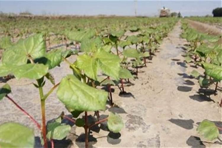 棉花僵苗的发生原因 解决方法简介