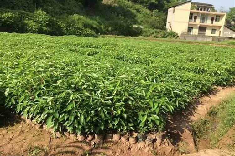 香樟树施什么肥好