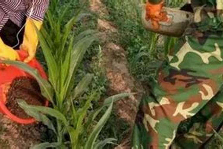 玉米和化肥放在一个库房,用玉米喂猪会有什么不良的效果？