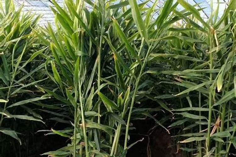大姜种的时候都用什么肥料