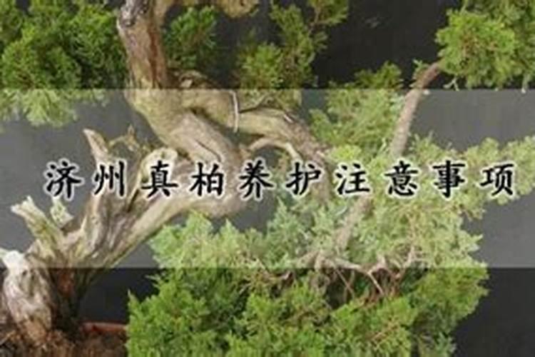 济州真柏养护注意事项