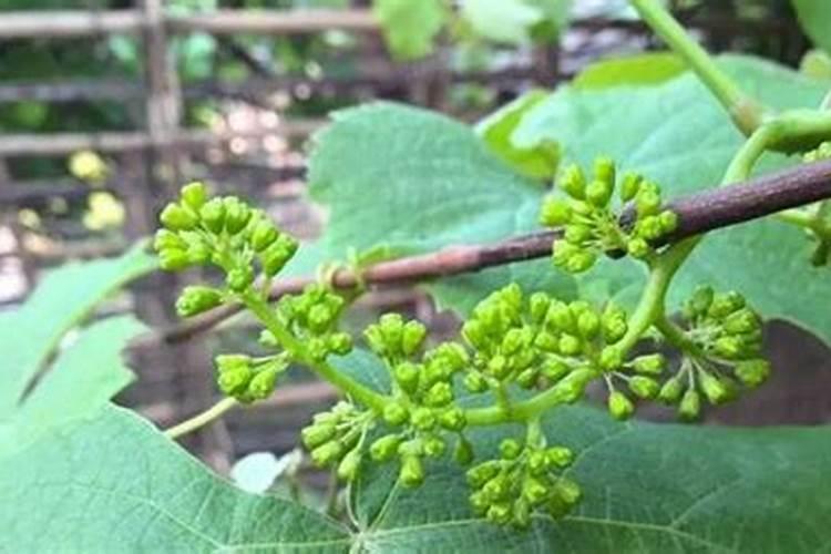 葡萄施肥时间和方法有哪些？？？