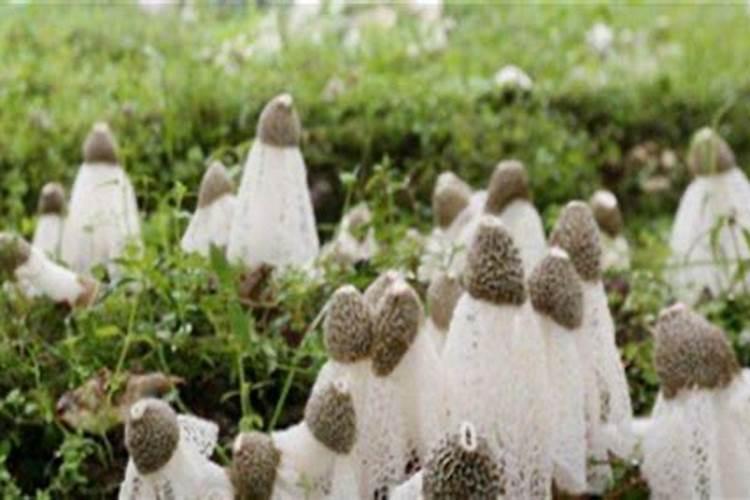 什么蔬菜生长比较快。他什么施肥使得使蔬菜长得最快？