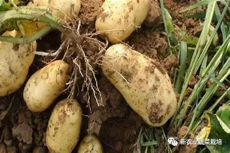 土豆如何做好水肥管理？
