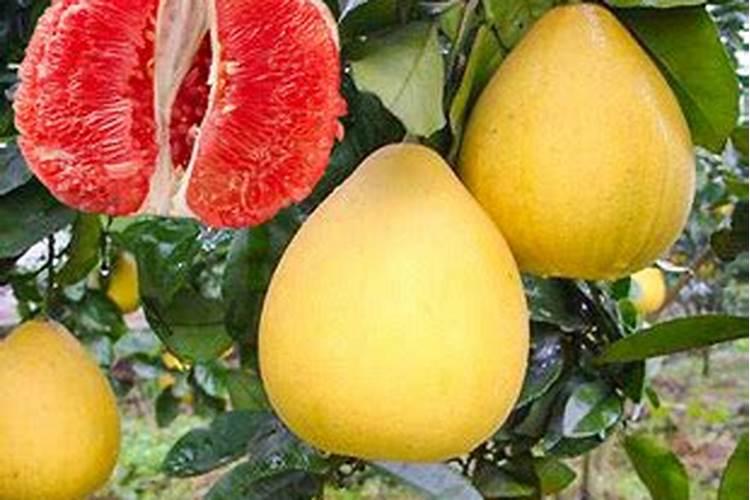 红心蜜柚苗施用肥料