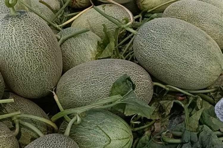 种植哈密瓜为什么用盐对水冲施呢？