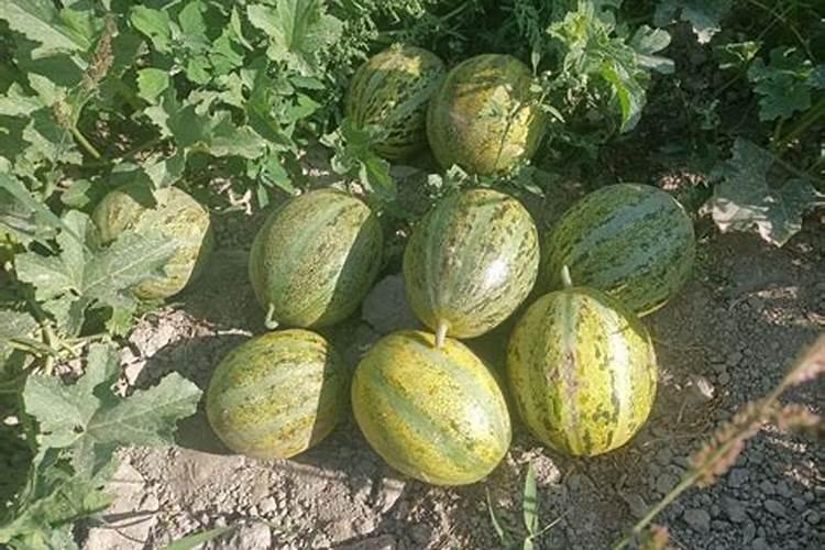 瓜苗开花期要不要施肥