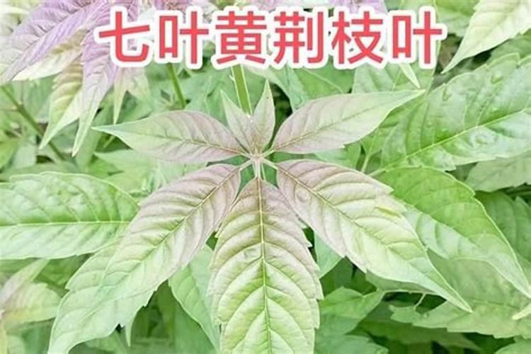 黄荆盆景有什么忌讳