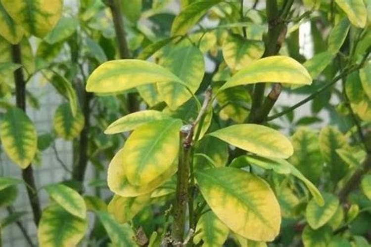 黄荆盆景的大忌讳