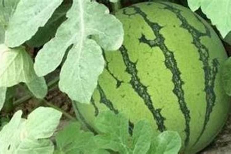 硫酸钾水溶肥西瓜地几天用一次