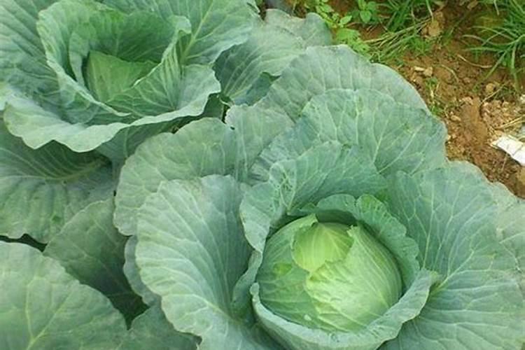 糖醇锌不能和什么混用