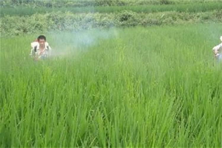 水稻什么时候撒叶面肥