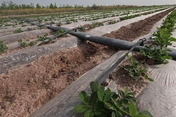 柑橘幼树冲施肥用哪款比较好,能让根系长得更粗壮的。