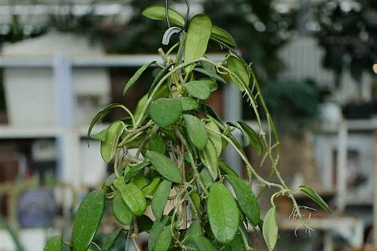 球兰为什么不开花