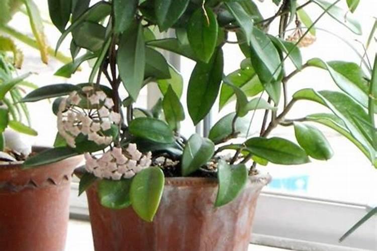 球兰快速开花的小窍门