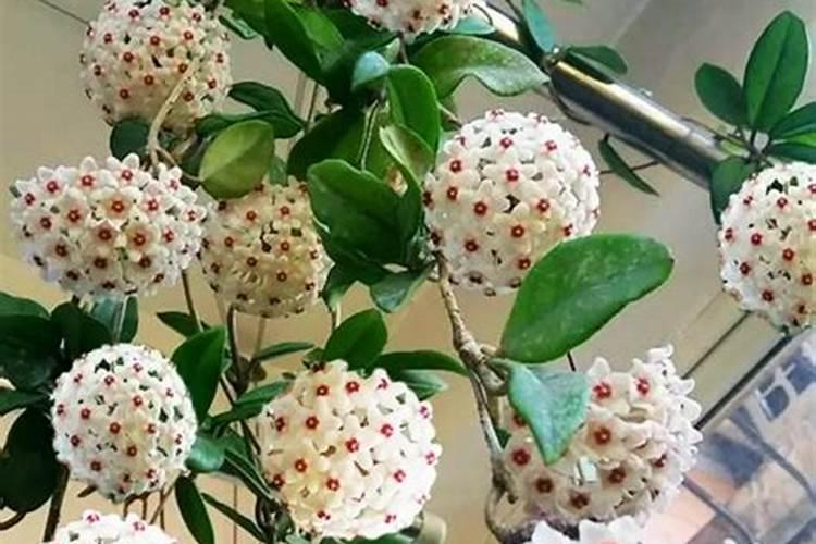 球兰用什么肥料最好