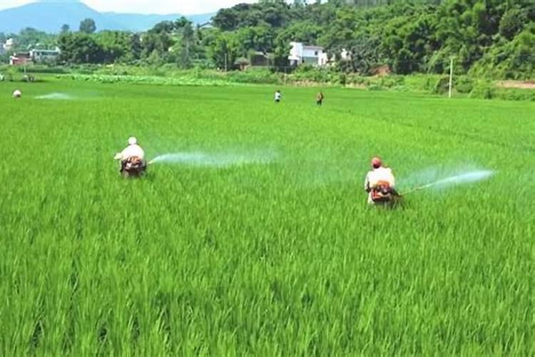 水稻破口期能用磷酸二氢钾喷施吗？