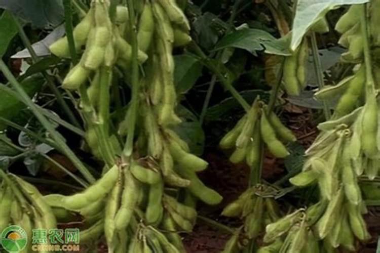 黄豆每亩需要施多少斤肥料？