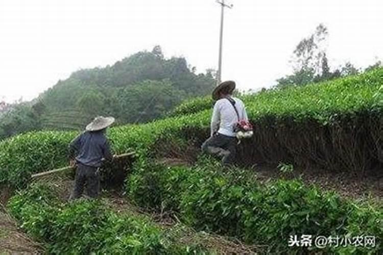 黄茶怎样施肥？