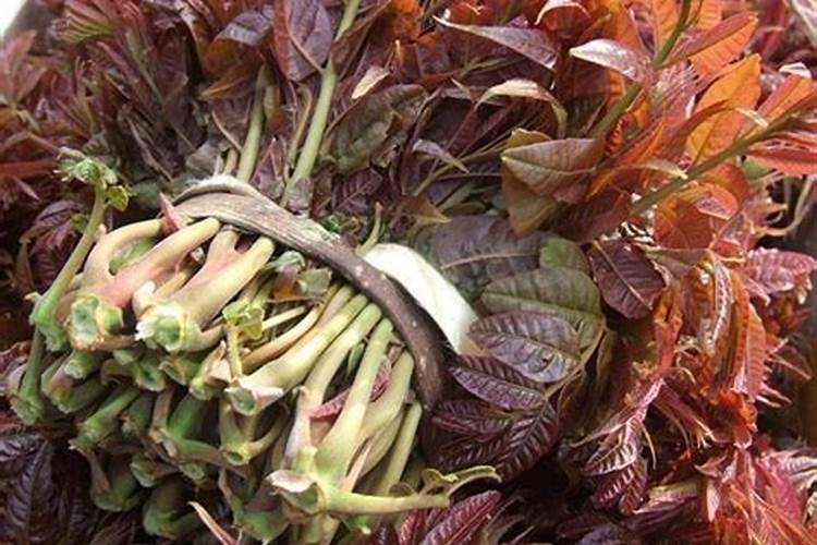 香椿大棚矮化种植技术