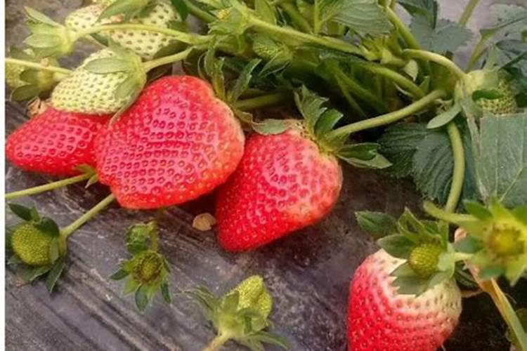 大棚草莓温度如何管理,草莓用什么肥料减少畸形果？草莓专用叶面肥