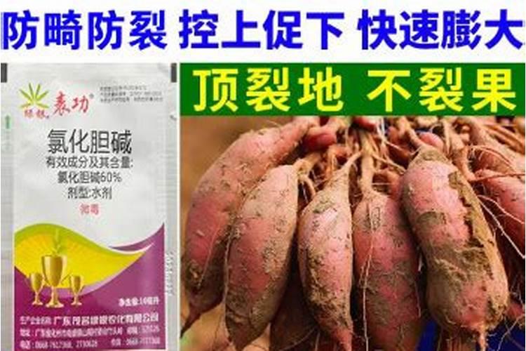 红薯打磷酸二氢钾最佳时间