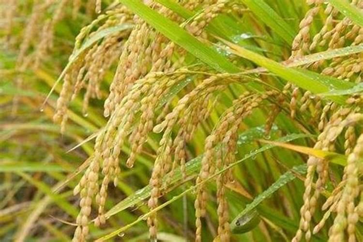 水稻叶面肥,水稻叶面肥什么时候用 叶面肥用法用量