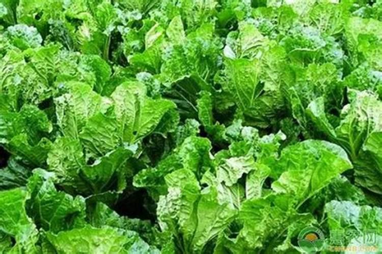 白菜后期施什么肥