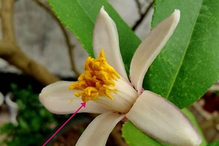 柠檬树怎么施肥？