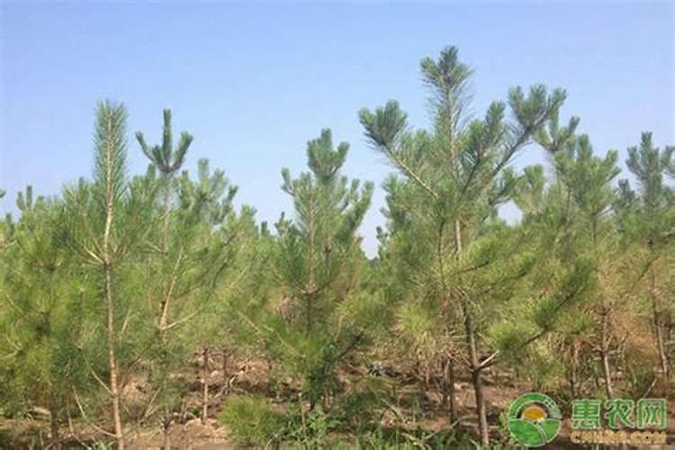 硅谷大量元素水溶肥属于化学合成肥料吗？