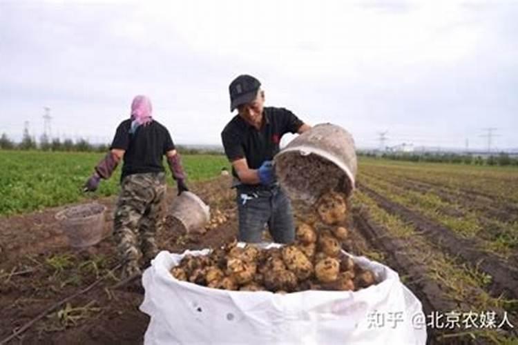 硫酸钾能用于土豆基肥吗？如果可以每亩用量是多少？不可以的话用什么肥料...