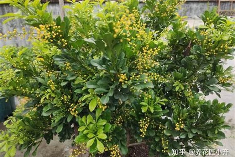 桂花树最怕浇什么水