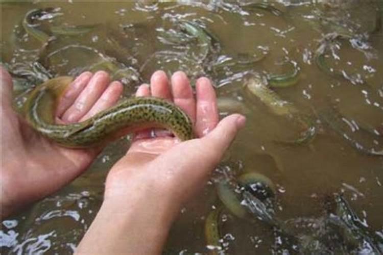 泥鳅养殖的水过于肥了用什么药物能够降下来