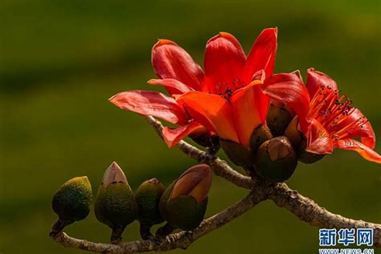 木棉花怎么做肥料