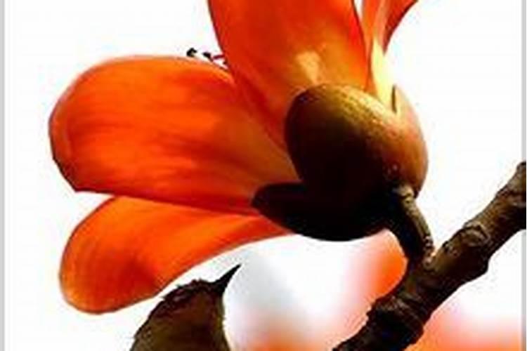 木棉花英雄花的来历