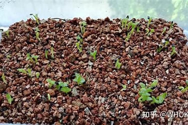 芒果树可以扦插吗这个？