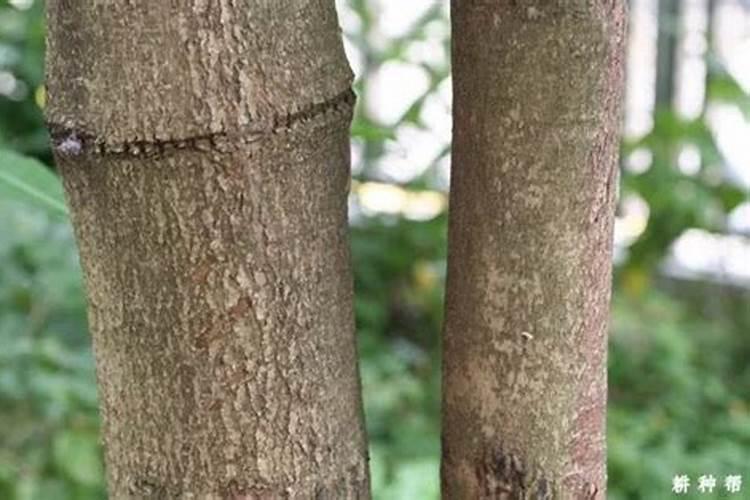 苯醚甲环唑与叶面肥混用水稻孕穗杨花期能打吗？