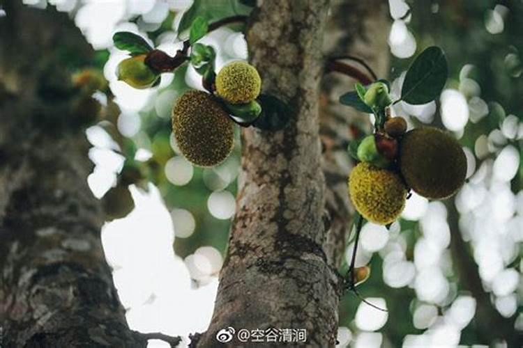 菠萝蜜属树苗需要用什么肥料？