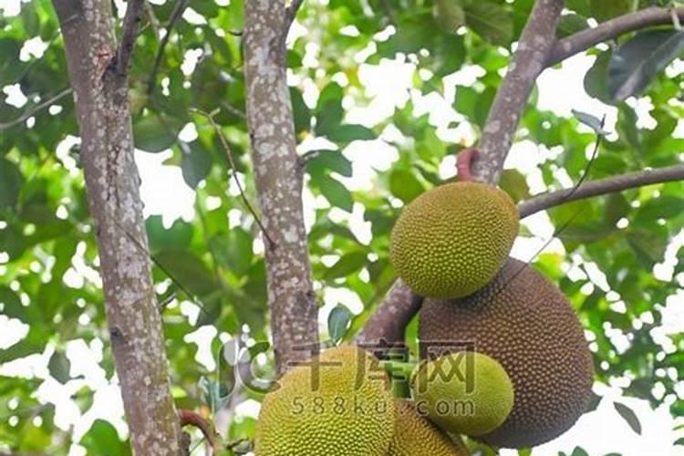 菠萝蜜用什么土种比较好