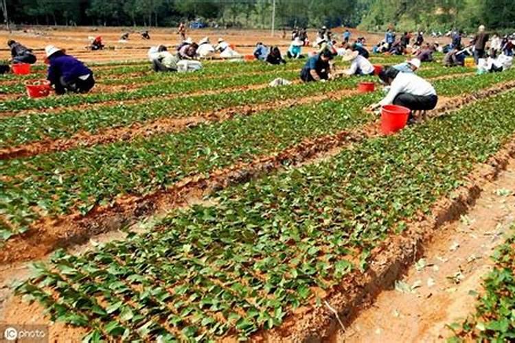 山茶的繁殖方法