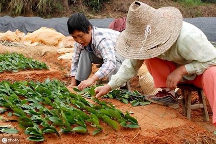 【茶技术】茶树扦插要注意哪些问题？