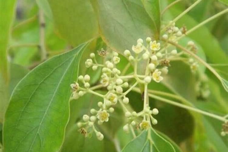 玉米用什么叶肥能提早成熟