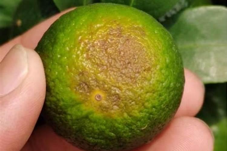 柑橘7月份施什么肥