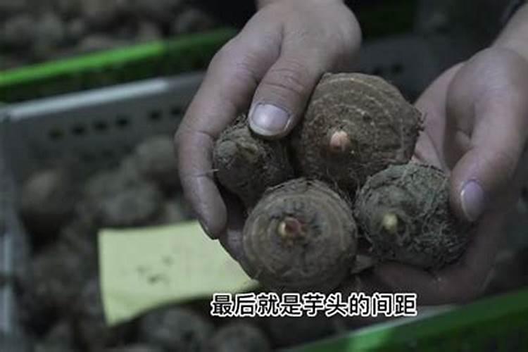 芋头7月施肥方法